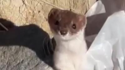 Beyaz gelincik ehir merkezinde grntlendi