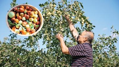 Kk arazilerde hnnapla byk gelir... Bakm kolay ve ila istemiyor