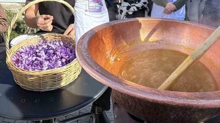 150 iekten yalnzca 1 gram kyor! Dnyann en deerli baharatnda hasat zaman