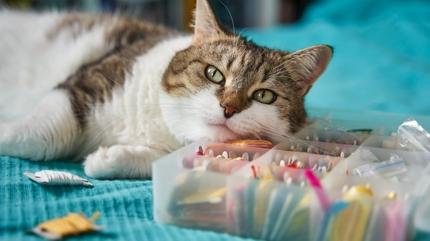 Kedilerde mide kanamas belirtileri neler?