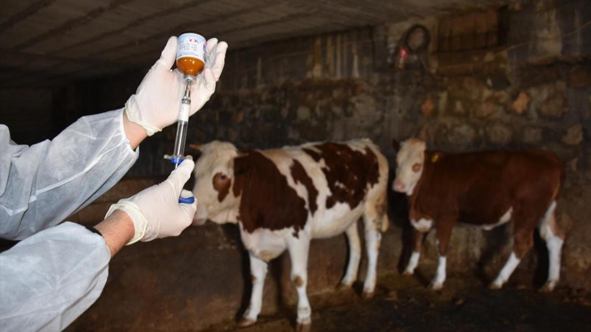 Tarm ve Orman Bakanl ap ap hastal fotoraflar resimleri