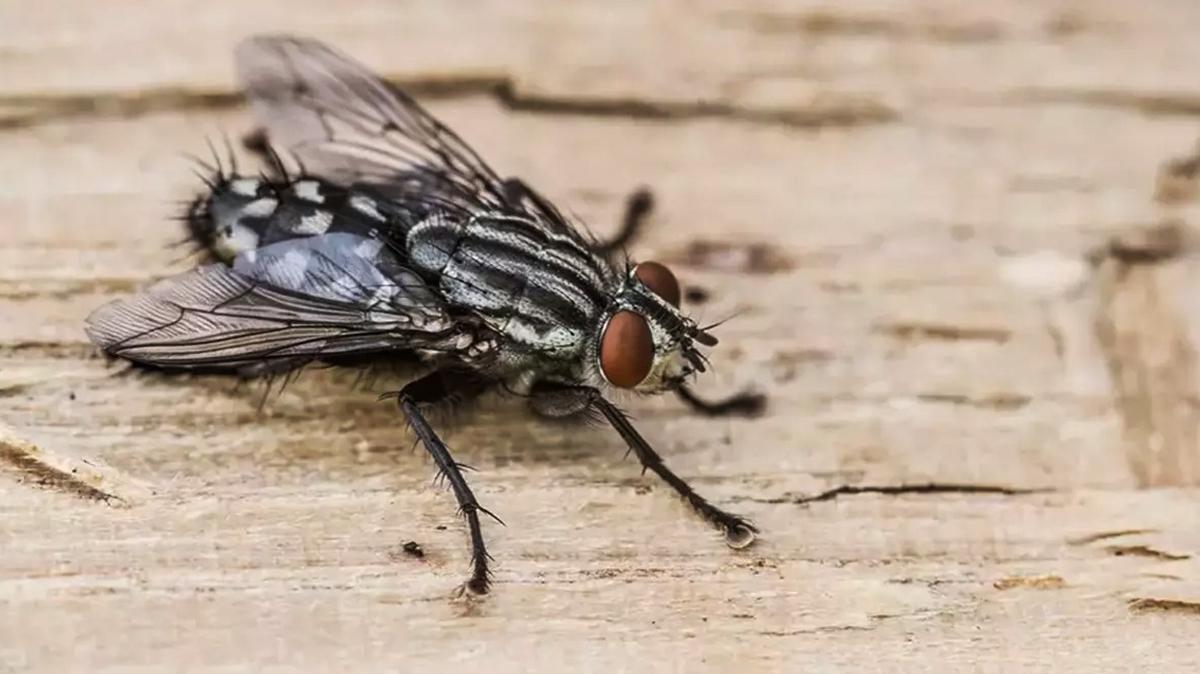 karasinek bcek karasinekler fotoraflar resimleri