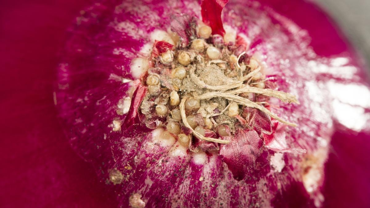 mor soan canan karatay osman mftolu kalp kalp ilac fotoraflar resimleri