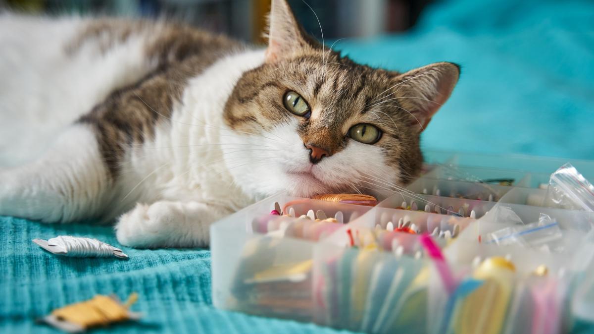 kedilerde mide kanamas mide kanamas belirtileri  kedilerde mide kanamas belirtileri fotoraflar resimleri