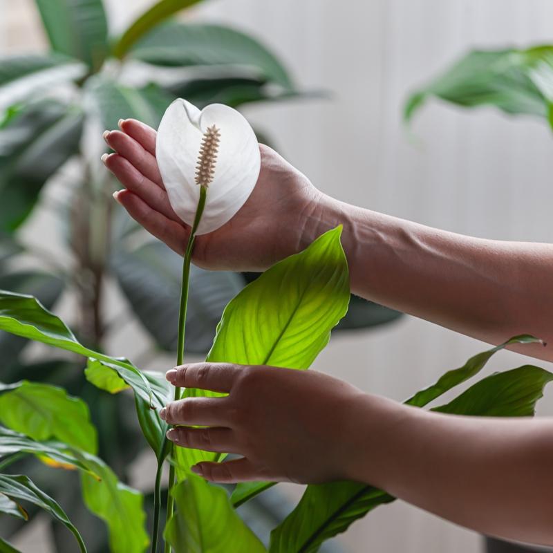 Bu bitkiyi evinizde bulundurun: Havay yzde 90 temizliyor!