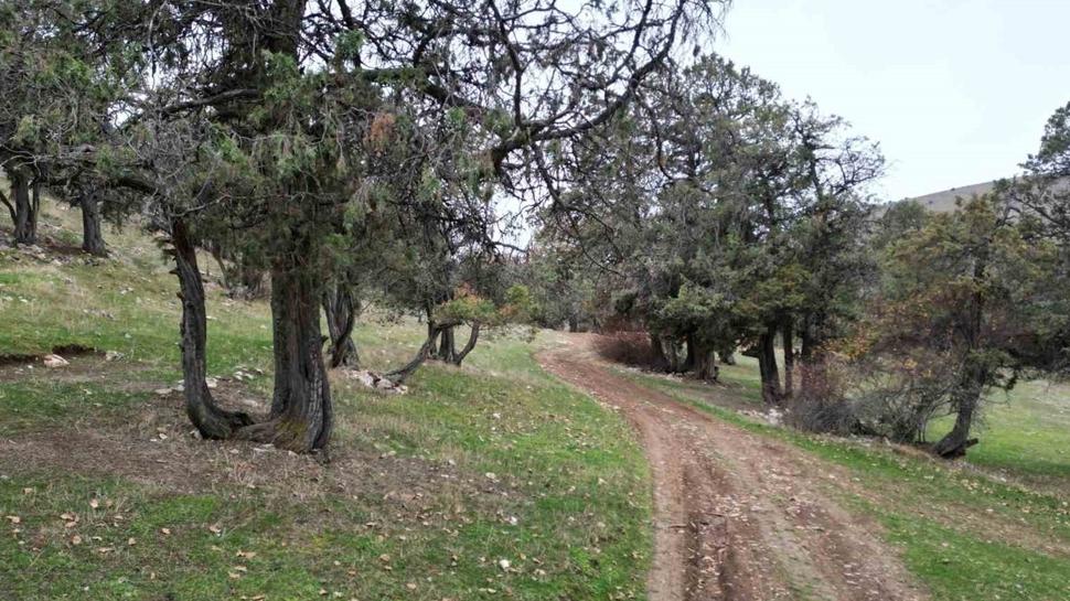 Bu ormana asırlardır balta girmiyor
