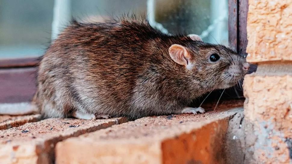 Evde olan hemen atsın! Meğer fare buna geliyormuş