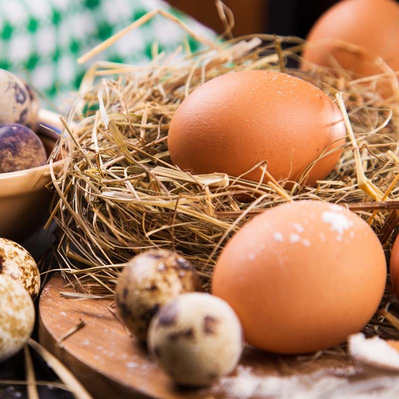 FDA yumurta tezini rtt! Meer gerek bambakaym