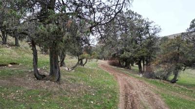 Bu ormana asrlardr balta girmiyor