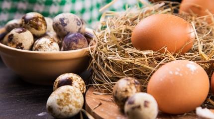 FDA yumurta tezini rtt! Meer gerek bambakaym