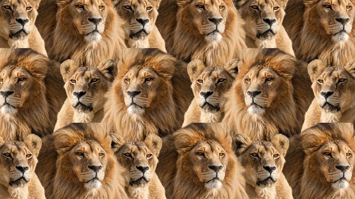 optik illzyon zeka aslan kedi test fotoraflar resimleri