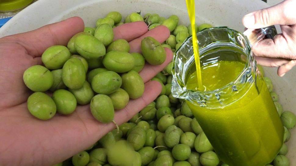 Aydın'ın doğal şeker ilacı: Dalından kopar yağını çıkar 1 kaşık iç! Kan şekerini terazi gibi dengeliyor