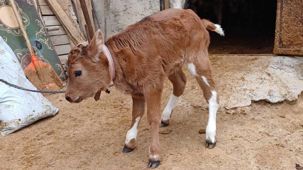 Süt alerjisi için devrim gibi çalışma