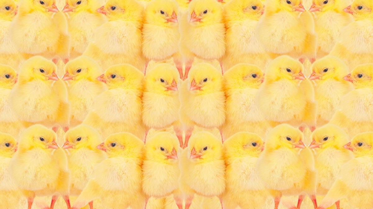 optik illzyon zeka civciv kanarya test fotoraflar resimleri