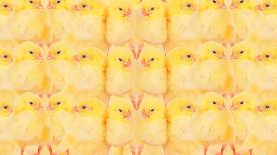 Zeka testi: Civcivlerin içindeki kanarya nerede? 500 kişiden 11'i 10 saniyede buldu