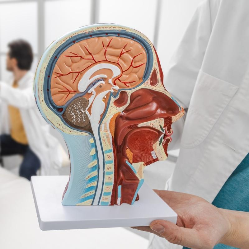 Beyin en fazla ne zaman glenir?