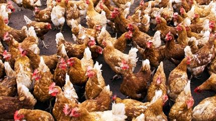 Zeka testi: Tavuklarn arasndaki sakl kpek nerede? 475 kiiden 12'si 7 saniyede buldu