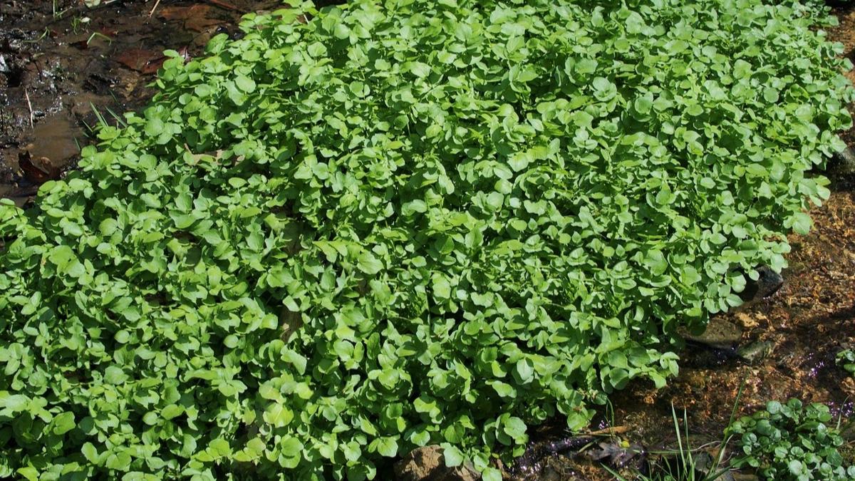 spanak salk kalp fotoraflar resimleri