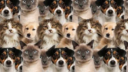 Zeka testi: Kedi ve kpeklerin iindeki kurt nerede? 525 kii denedi 12'si baarl oldu