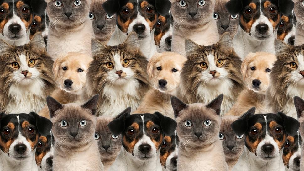 Zeka testi: Kedi ve köpeklerin içindeki kurt nerede? 525 kişi denedi 12'si başarılı oldu