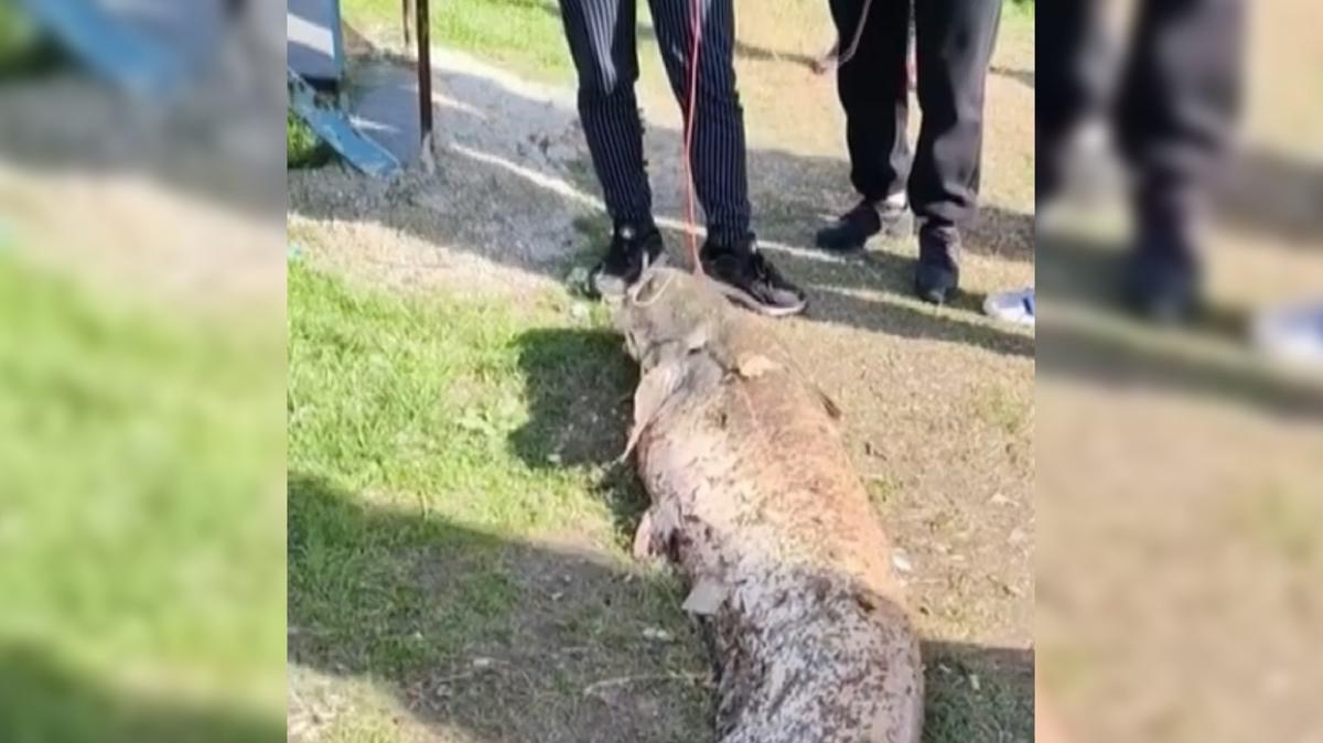 dev yayn bal 50 kilogram amator balikci fotoraflar resimleri