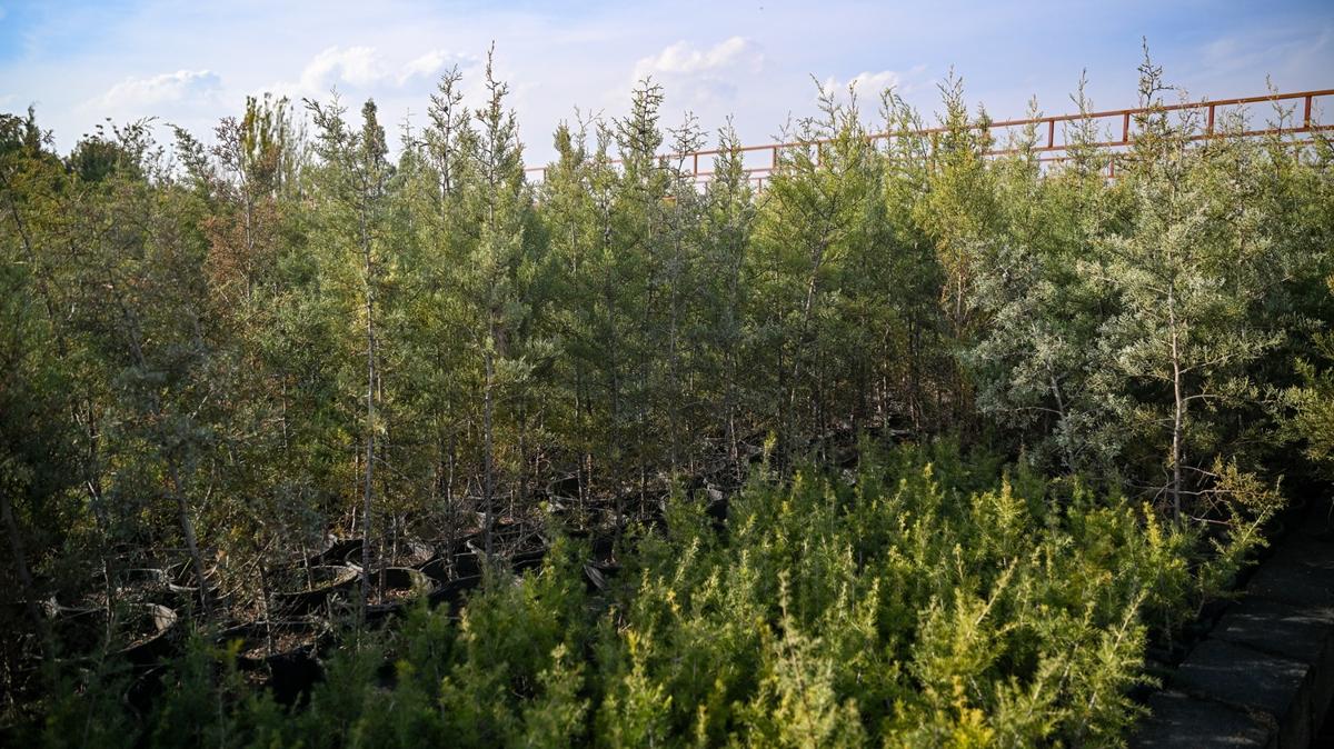 Orman Genel Mdr Milli Aalandrma Gn Yeil Vatan Seferberlii fotoraflar resimleri