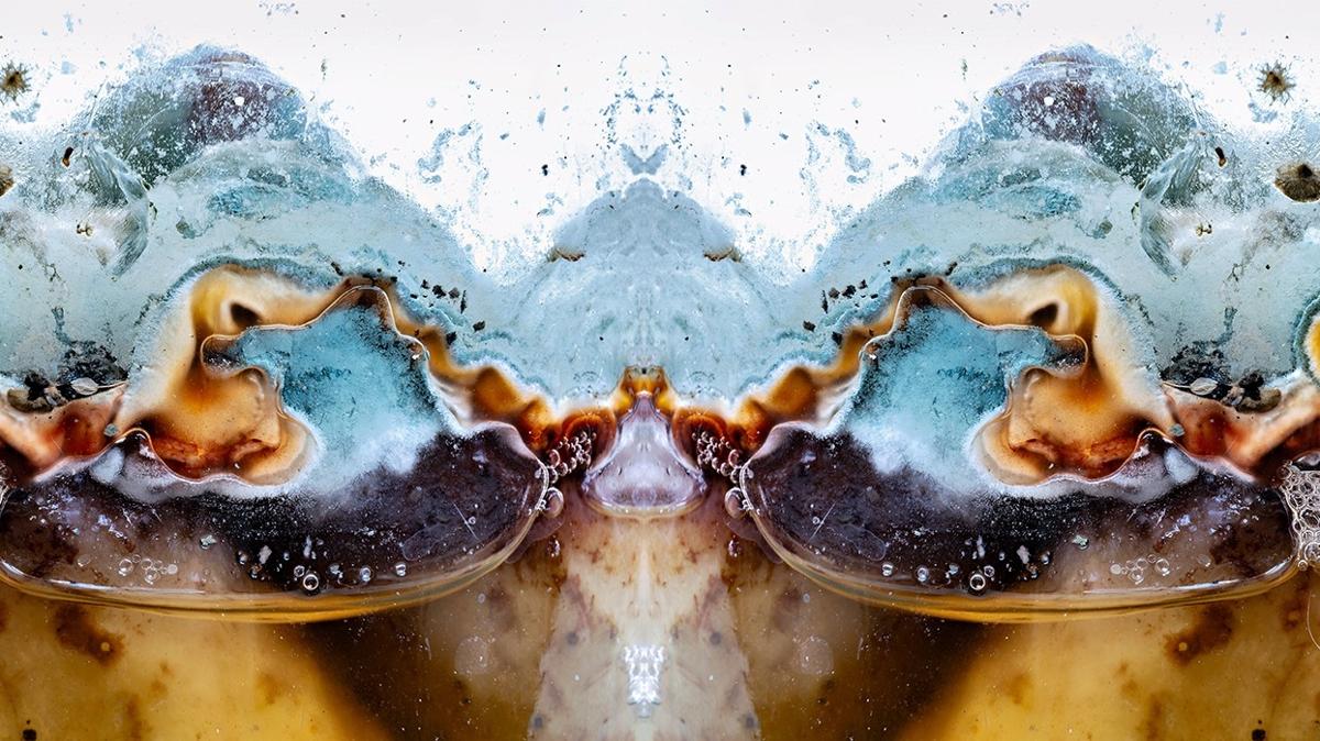 grsel zeka testi zeka testi zeka resimde hangi hayvan var fotoraflar resimleri