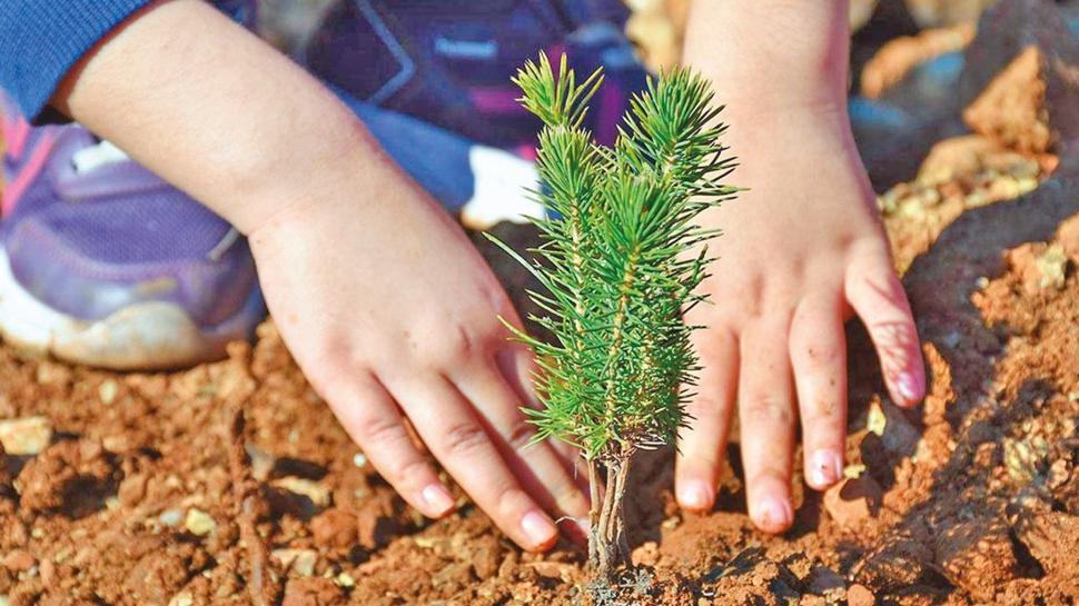 Milyonlarca fidan sahibini bekliyor