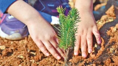 Milyonlarca fidan sahibini bekliyor