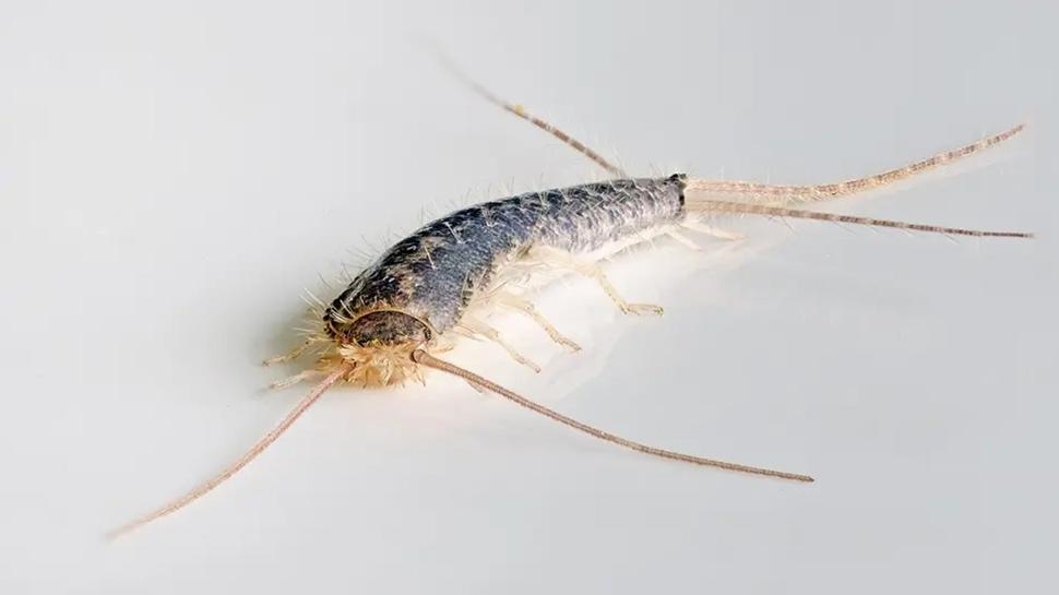 Bir an önce önlem alın: Banyo böcekleri buna geliyormuş! O haşerelerden kurtulmanın yolu