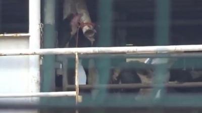 Bandrma'da limana yanaan gemide korkutan manzara