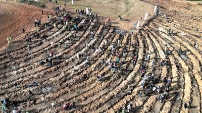 Trkiye'de 'Yeil Vatan' seferberlii! Milyonlarca fidan toprakla bulutu
