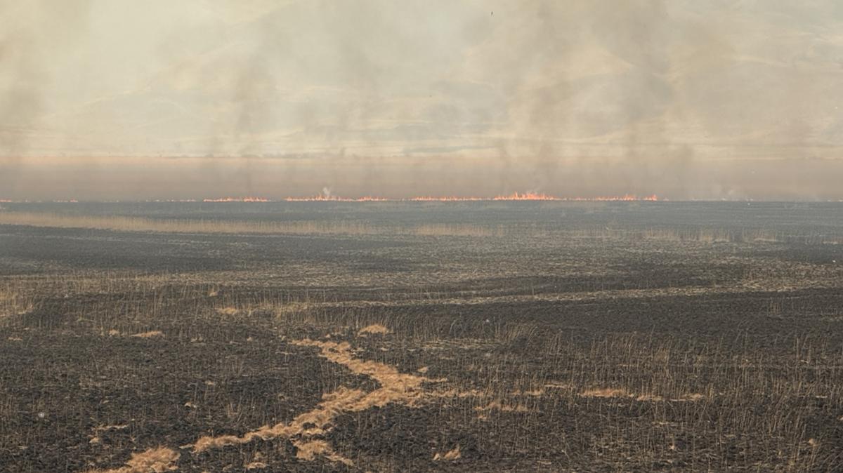 Hakkari yangn doa Nehil Sazl ku yaban hayvan fotoraflar resimleri