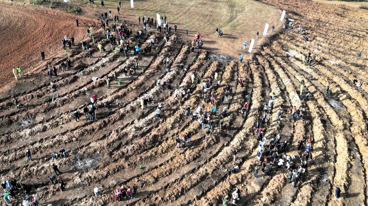 MilliAalandrmaGn FidanDikimi TopraklaBuluma fotoraflar resimleri