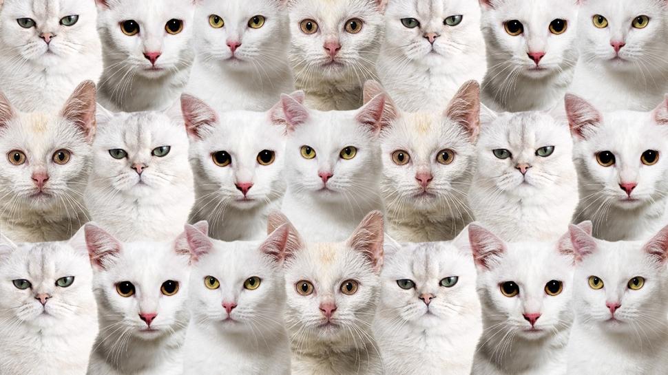 Zeka testi: Beyaz kedilerin içindeki siyah köpek nerede? 850 kişi denedi 18'i başarılı oldu