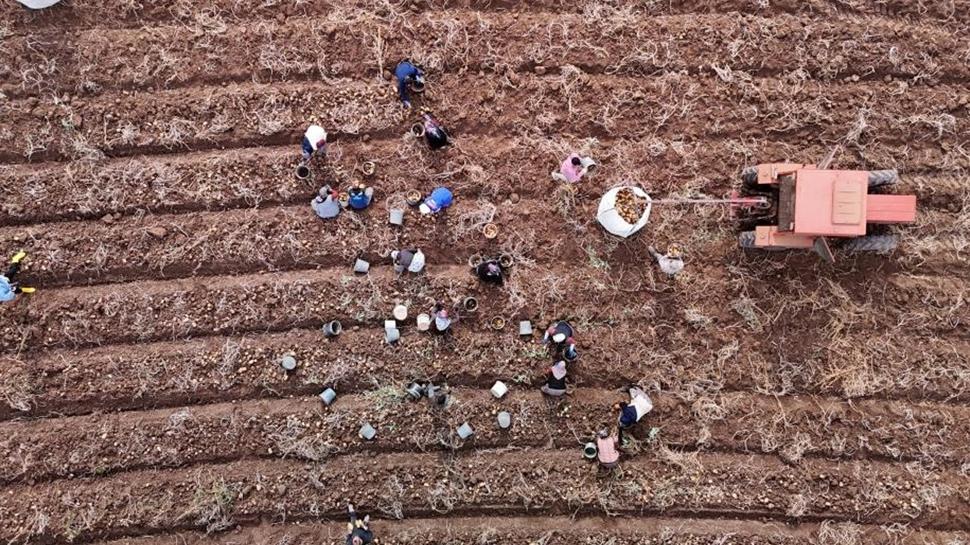 Kalp krizi riskini azaltan en ucuz besin: Sivas'ta kilosu 12 lira, değeri paha biçilemez