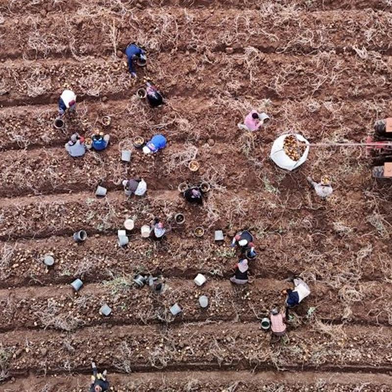 Kalp krizi riskini azaltan en ucuz besin: Sivas'ta kilosu 12 lira, deeri paha biilemez