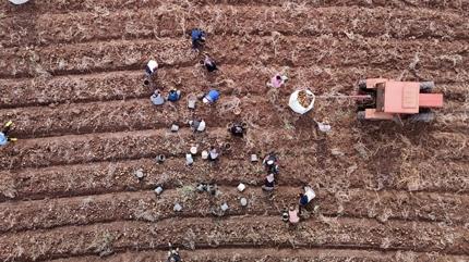 Kalp krizi riskini azaltan en ucuz besin: Sivas'ta kilosu 12 lira, deeri paha biilemez