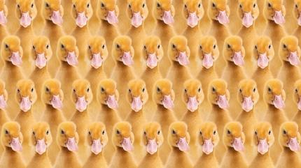 Zeka testi: rdeklerin iindeki tek civciv nerede? 1300 kii denedi, 32'si baard