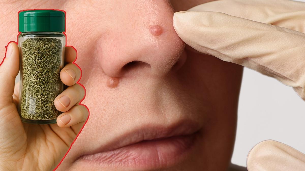 ibni sina siil baharat kekik fotoraflar resimleri