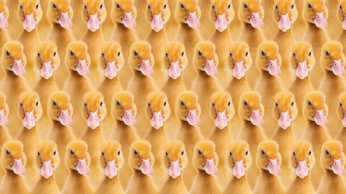 optik illzyon zeka rdek civciv test fotoraflar resimleri