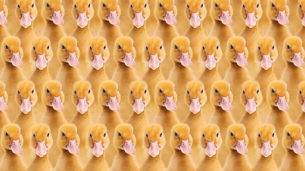 Zeka testi: rdeklerin iindeki tek civciv nerede? 1300 kii denedi, 32'si baard