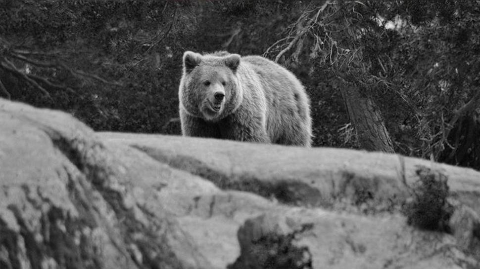 Japonya'dan ayı kararı... Ek bütçe ayrılacak