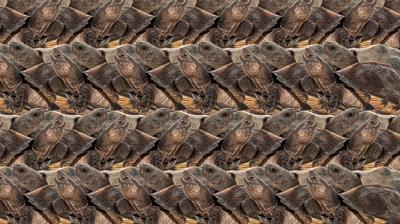 Zeka testi: Kaplumbaalarn iinde saklanan tavan nerede? 750 kiiden 25'i 10 saniyede baarl oldu