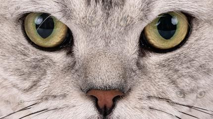 Zeka testi: Resimde 6 kedi var! Hepsini en zekiler 10 saniyede buluyor