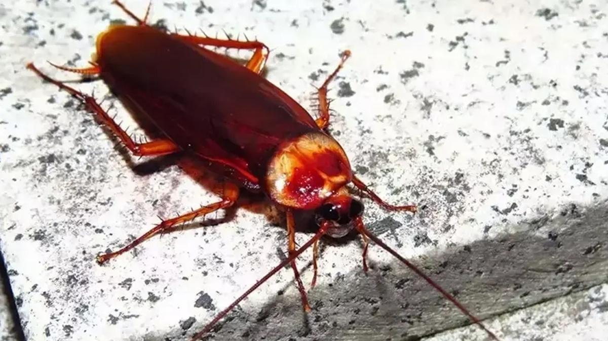 hamam bcekleri haere bcek fotoraflar resimleri