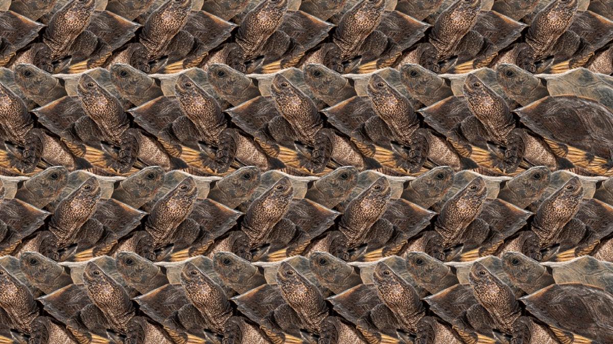 optik illzyon zeka kaplumbaa tavan test fotoraflar resimleri