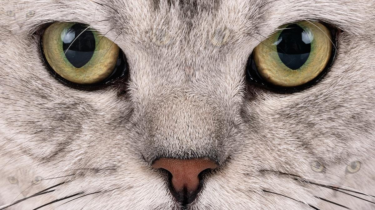 optik illzyon kedi zeka test zeki fotoraflar resimleri