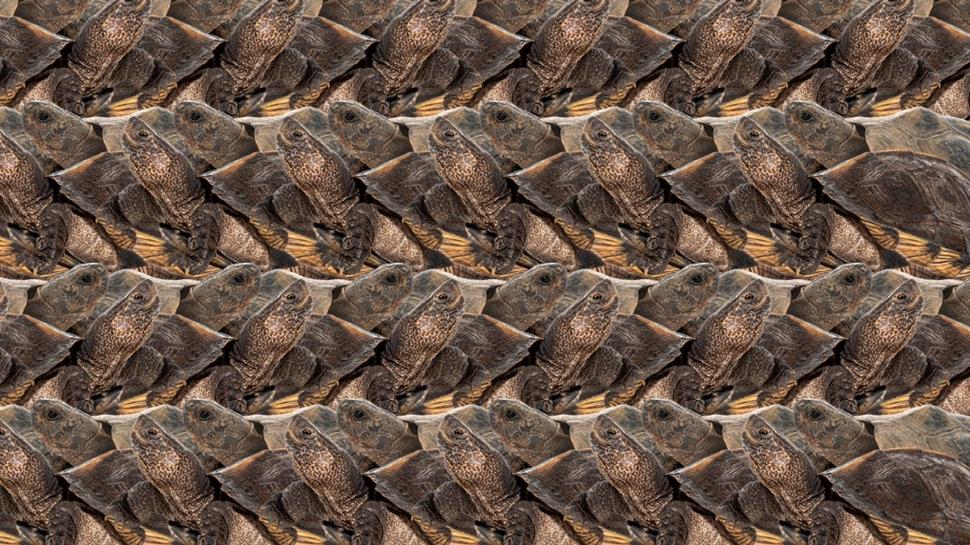 Zeka testi: Kaplumbaalarn iinde saklanan tavan nerede? 750 kiiden 25'i 10 saniyede baarl oldu