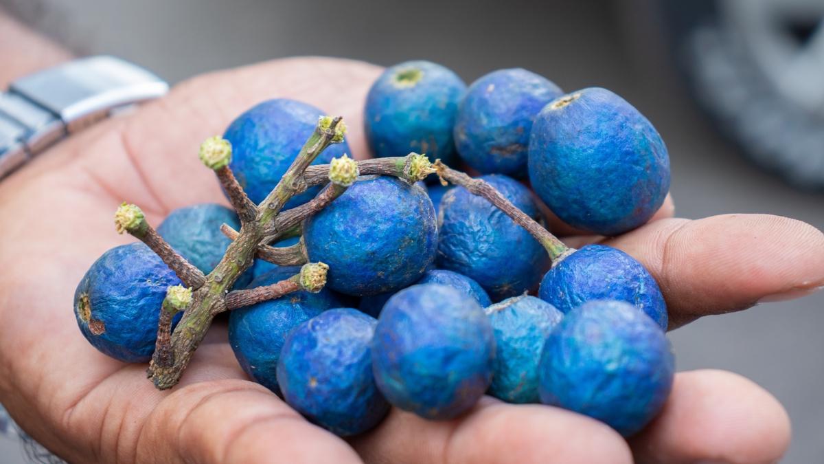 meyve gzellik cilt fotoraflar resimleri